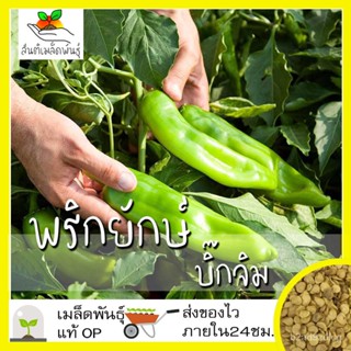 อินทรีย์็ด ใหม่็ด ใหม่ พริกยักษ์ บิ๊กจิม 30 ใหม่็ด Big Jim Giant Pepper Seed ใหม่แท้ นำเข้าจากต่างประเทศ ปล ถู บาท