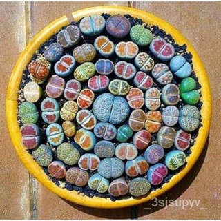 Lithops กระเป๋าชิ้น100 Lithopsเมล็ด/หลายเนื้อgardening,,Pseudotruncatella ผสม  UTUY