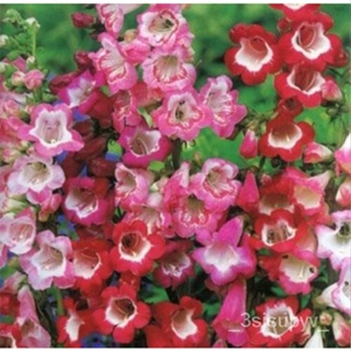 ชนิด PENSTEMON HARTWEGII ผสม จัดส่งฟรีเซ็นเซอร์เมล็ดพันธุ์ดอกไม้ 40สหรัฐอเมริกาseedsสด CIQR