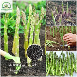 （เมล็ด）การ หน่อไม้ฝรั่ง 50 เมล็ด ( Asparagus Seeds ) การผัก ผักออแกนิค พัน/งอก ปลูก ส/บา การ