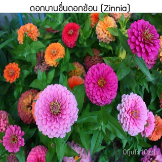 เมล็ด ใหม่็ด ใหม่ ดอกบานชื่นดอกซ้อน(Zinnia) 30 ใหม่็ด ใหม่ง่าย ใหม่ได้ทั่วไทย ใหม่ มะเขือ