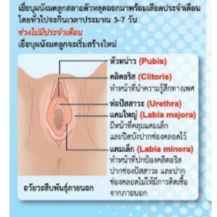 ระบบสืบพันธุ์-เพศหญิง-eq-216-โปสเตอร์สื่อการสอน-หุ้มพลาสติก-ขนาด-50-70-cm