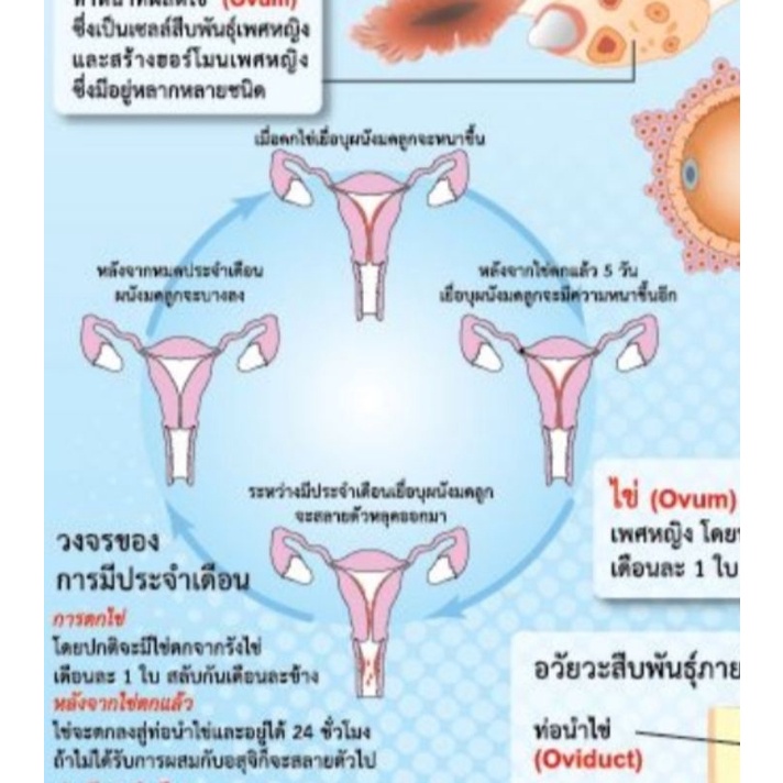 ระบบสืบพันธุ์-เพศหญิง-eq-216-โปสเตอร์สื่อการสอน-หุ้มพลาสติก-ขนาด-50-70-cm