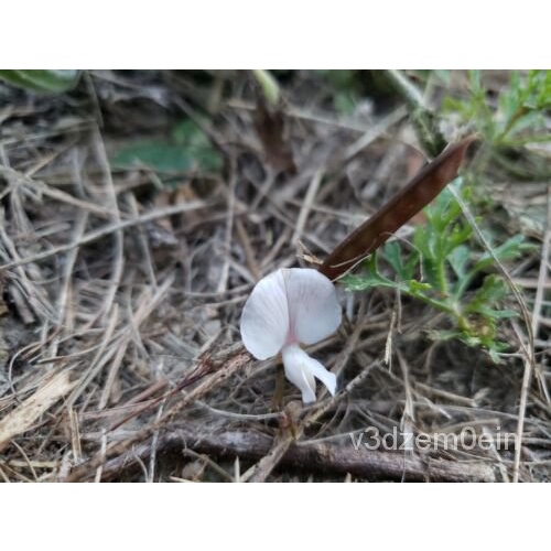 เมล็ด Scurf Hoarypea | เมล็ด Tephrosia | Ground Cover | Florida | มาก ...