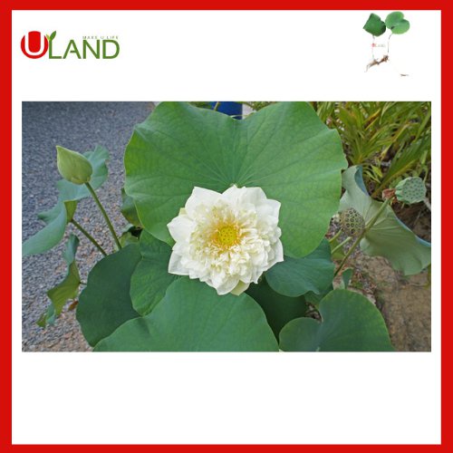 อินทรีย์็ด-ใหม่็ด-uland-ชุดไหลบัวฉัตรขาว-4-ไหล-บาทฟรีปุ๋ยบัว-ปุ๋ยบัว-ไหลบัว-บัวฉัตรขาว-หลดบัว-บัวฉัตร-บัวหลวง-ดอ-ผักบุ้