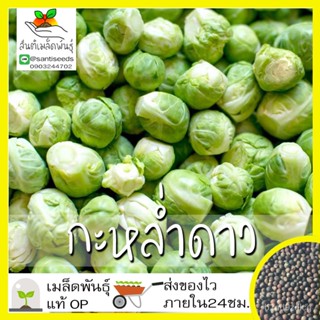 อินทรีย์็ด ใหม่็ด ใหม่ กะหล่ำดาว 250 ใหม่็ด Brussels sprouts Seed  ใหม่แท้100% นำเข้าจากต่างประเทศ ถ บาท