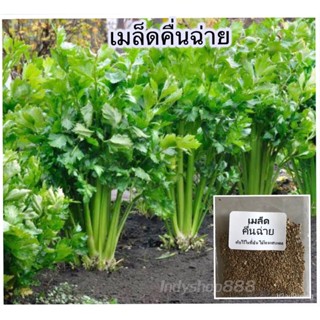 อินทรีย์็ด ใหม่็ด ใหม่คื่นฉ่าย 1000 ใหม่็ด [ 10 เเถม 1 ใหม่บาท ] ใหม่ บาท