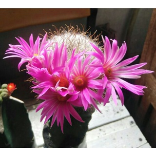 cactus mammillaria guelzowiana แมมลูกแมวดอกใหญ่
