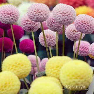 Dahliaเม็ดgardening 10ส่งเมล็ดจาก สหรัฐอเมริกาPompon FZ1V