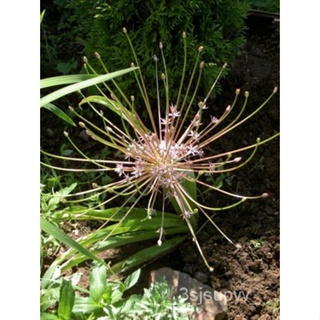 Allium schuberti   ONIONPERSIANเมล็ด!gardening C60L