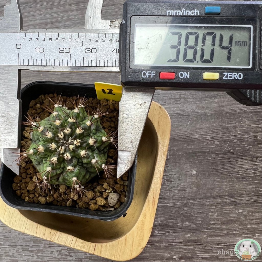 y12-การยิมโนหน้ายับ-ลูก-trex-ไม้เมล็ด-gymnocalycium-แคคตัส-งอก-ปลูก-งอก-เมล็ด-งอก-การ