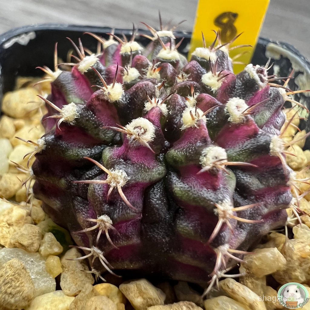 y8-การยิมโนหน้ายับม่วง-ลูก-trex-ไม้เมล็ด-gymnocalycium-แคคตัส-งอก-การ