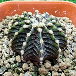 (R42) การยิมโน LB2178 แท้ 12 พู ไม้เมล็ด - (gymnocalycium) - แคคตัส/งอก ปลูก/งอก เมล็ด/งอก การ