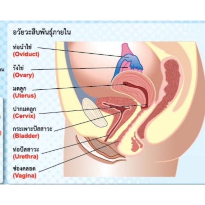 ระบบสืบพันธุ์-เพศหญิง-eq-216-โปสเตอร์สื่อการสอน-หุ้มพลาสติก-ขนาด-50-70-cm