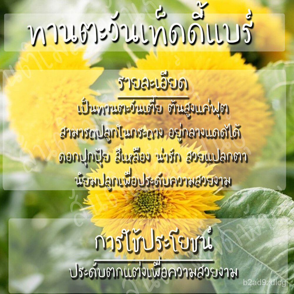 อินทรีย์็ด-ใหม่็ด-ใหม่-บาท-เทดดี้แบร์-35-ใหม่็ด-teddy-bear-sunflower-seed-ใหม่แท้-นำเข้าจากต่างประเทศ-ถู-บาท