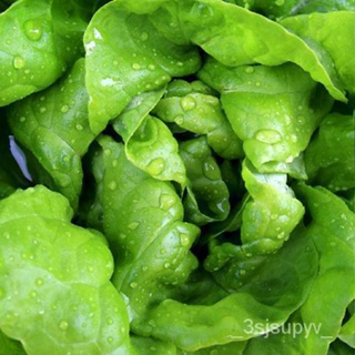 CRUNCHเมล็ด |มรดกสืบทอดBUTTER  เมล็ดฟลอริด้าBIBBสวน  | LETTUCE 1000+seeds   0GTR