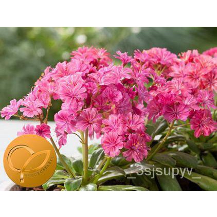 10-สีแดงcotyledonทับทิม-lewisia-flowersเมล็ด-elise-fbh2