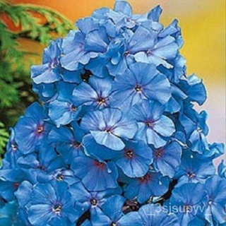 Phlox ดอกไม้ผีเสื้อ ดอก ดอกสีฟ้าอ่อนยืนต้น83seeds  เมล็ดเมล็ด  50  ดอกไม้ MR9J