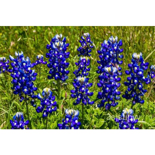 bluebonnetจัดส่งฟรีสำหรับผู้ขาย-สหรัฐอเมริกา-lupinus100-texensis-เมล็ดtexas-seeds-i4ue