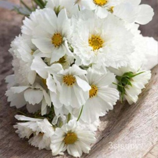 เมล็ดข้าวseeds100ดอกไม้สีขาวจักรวาล 6SEU