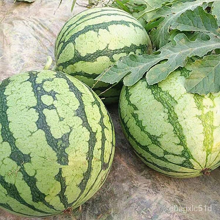 เมล็ด-การ-การโม-super-sweet-watermelon-seeds-20pcs-seeds-for-planting-fruit-งอก-ผัก-ป-งอก-การ