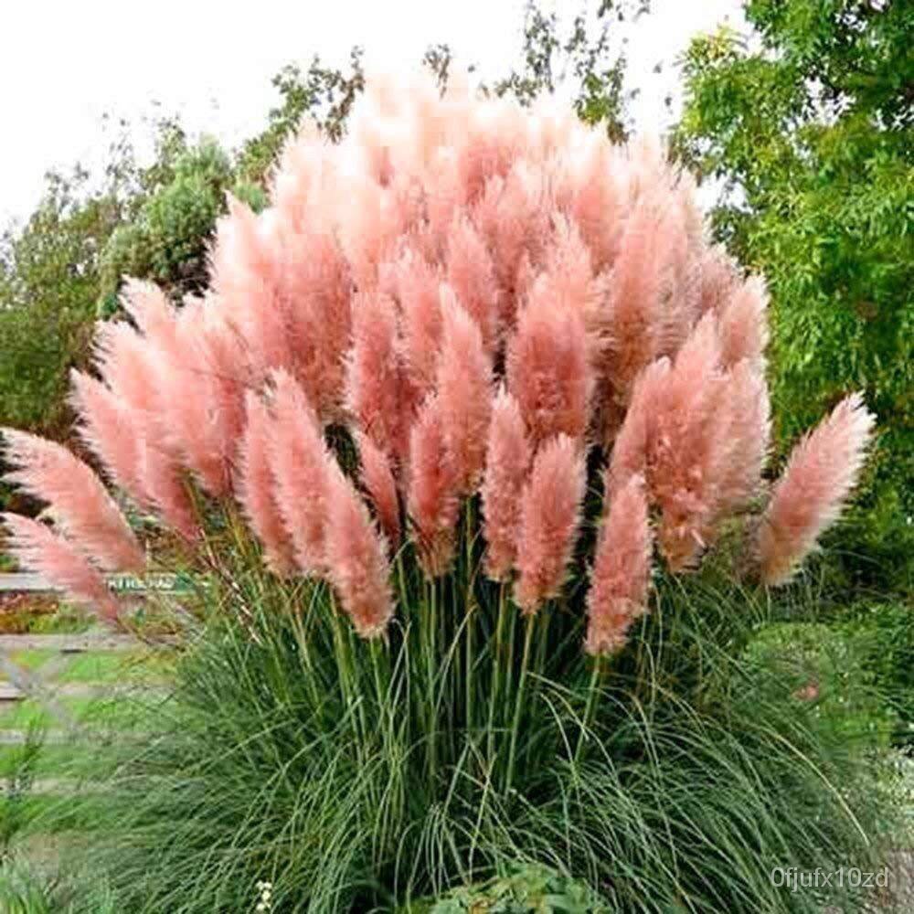 เมล็ด-ถูก็ด-100-ถูก็ดถูก-ถูกภูเขา-ถูกแพมพัส-pampas-grass-แปมปัส-นำเข้าจาก-usa-อัตราการถูก-80-85-ถูก-เพาะ