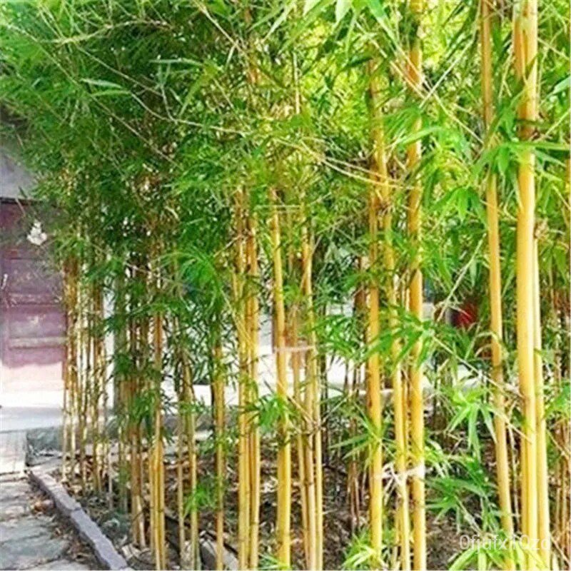 เมล็ด-ใหม่็ด-ใหม่ดี-เพาะเพาะ-50ใหม่็ด-เพาะ-phyllostachys-pubescens-seeds-for-planting-ใหม่เพาะไม้-เพาะไม้จิ๋