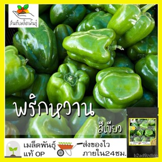 อินทรีย์็ด อินทรีย์็ด อินทรีย์ พริกหวาน สีเขียว 50 อินทรีย์็ด Green Sweet Pepper seeds อินทรีย์แท้ นำเข้าจากต่าง ผักบุ้