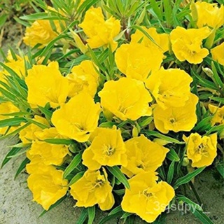  มิสซูรี|หญ้าสีเหลือง 1241flowers||เมล็ดพันธุ์ดอกไม้เมล็ดพันธุ์ที่ไม่ใช่จีเอ็มโอ|  ร้านค้า  เมล็ด   58DP