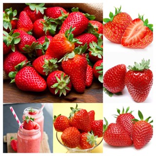 （เมล็ด）200 แคปซูล Sweet Red Strawberry Seeds พันธุ์ไม้ผล การ มล็ดสตรอเบอร์ร/งอก ปลูก/งอก  การ