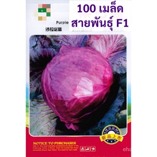 （เมล็ด）เมล็ด กะหล่ำม่วง กะหล่ำปสี สีม่วง  100 เมล็ด  Red cabbage  การ F1/งอก การ