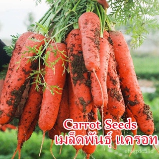 （เมล็ด）【ขายการ】100 การ แครอท Carrot Seeds Vegetables Seeds คุณค่าทา/งอก ปลูก/งอก  การ