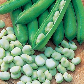 เมล็ด ใหม่็ด การจัดส่งที่รวดเร็ว! ใหม่ ถั่วปากอ้า (Broad Windsor Fava Bean Seed) บรรจุ 10 ใหม่็ด คุณภาพดี ร ผักบุ้