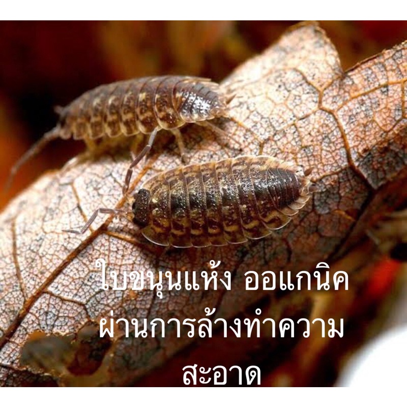 My Image 8
