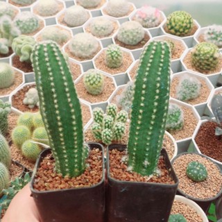 🏜อิชินอปเขากวาง🏜 Echinopsis ไม้ชำหน่อ ความยาว 4-5 ซม. กระบองเพชร แคคตัส