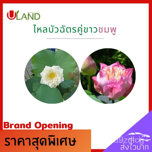 อินทรีย์็ด-ใหม่็ด-uland-ไหลบัวฉัตรคู่ขาวชมพู-ไหลบัว-บัวฉัตรชมพู-บัวฉัตรขาว-หลดบัว-บัวฉัตร-บาทบัวชมพู-บัวหลวง-ใหม-ผั