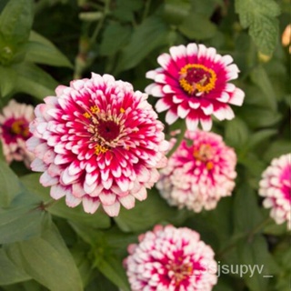  พืชอเมริกันสวน50Zinnia   เมล็ดสีแดงและสีขาวผู้ขายseedsดอกไม้ 1IM1