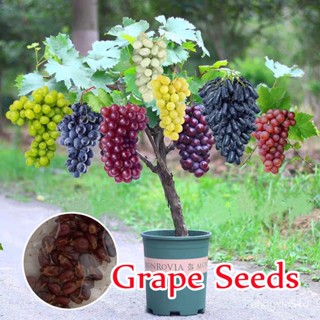 （เมล็ด）ประเทศไทยพร้อมสต็อก บอนสี 100เมล็ด Grape Seeds พันธุ์ไม้ผล การ การไม/งอก ปลูก/งอก  การ