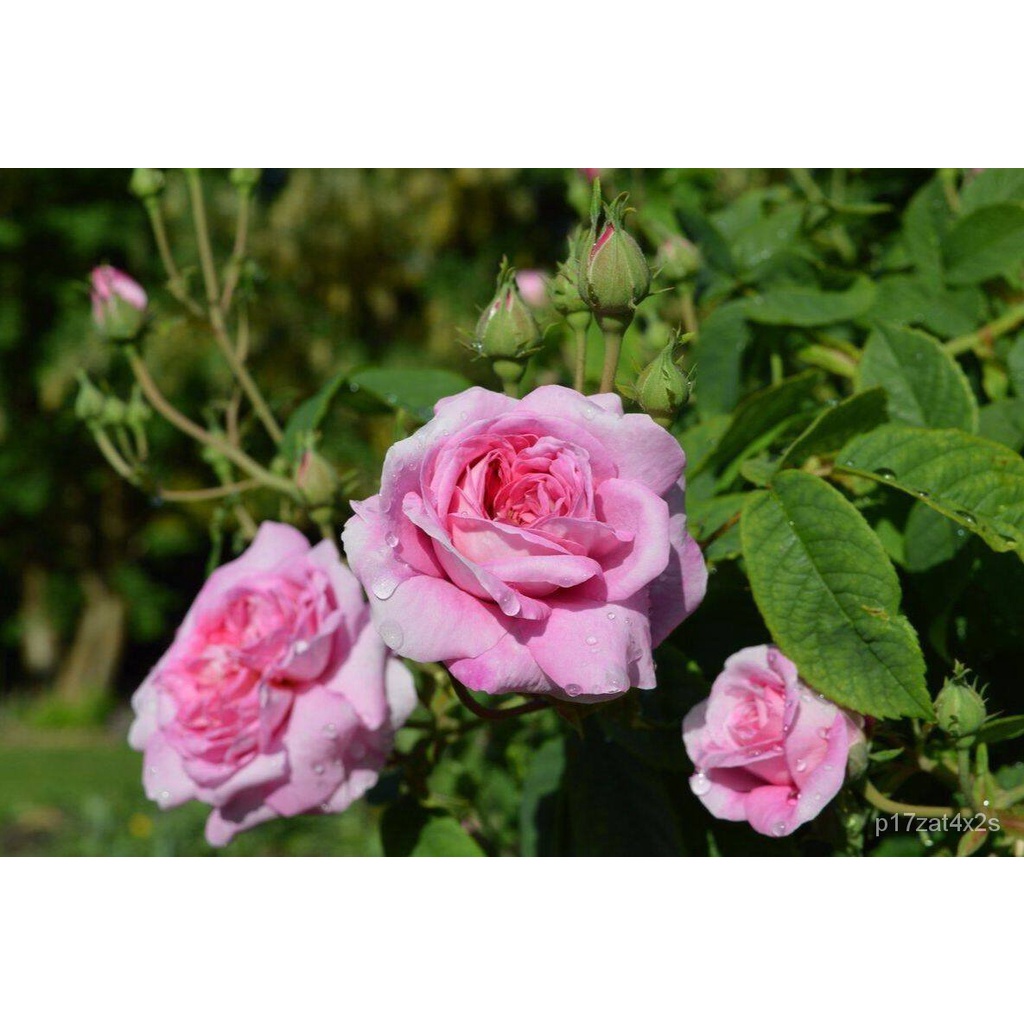 เมล็ด ใหม่็ด สีชมพู pink damask Rose Seeds 30 ใหม่ Garden Seed กุหลาบ ...
