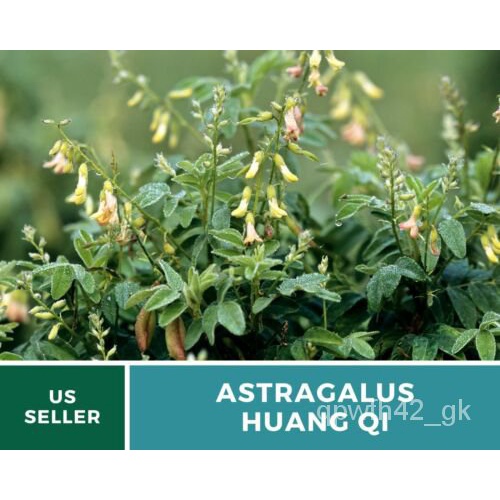 เมล็ด Astragalus (Huang Qi) Heirloom Seedสมุนไพรหายาก แตง Shopee