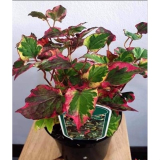 คาวพลูด่าง สายพันธ์นำเข้าจากประเทศฮอลแลนด์Houttuynia cordata.