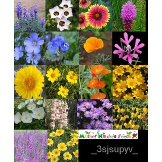 ดอกไม้seed耐旱XERISCAPEเมล็ด ดอกไม้ป่า350 ส่วนผสมตะวันตกที่ไม่ใช่จีเอ็มโอของอเมริกา   3PMG