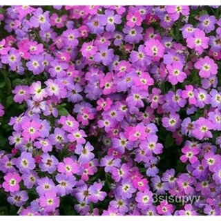 VIRGINIA花种子+สีม่วง จัดส่งฟรี1000สวน  กลิ่นหอมสต็อกseedประจำปี   JBMR