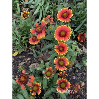 เมล็ดผ้าห่ม ดอกไม้ flowers+Gaillardiaเมล็ด500Pulchellaอินเดีย HDG9