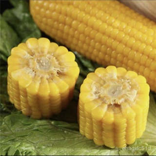 （เมล็ด）(ขายเป็นเมล็ด) 20ชิ้น/ถุง Sweet Corn seed เมล็ดผักต่างๆ เมล็ดผักสลัด Seeds v/งอก ผัก ปลูก /งอก การ