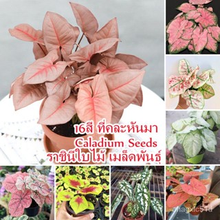 （เมล็ด）บอนสี 100เมล็ด Caladium Seeds Color Mixing Flower Seed เมล็ดบอนสี บอนสีหายาก การไม้บอลสี การไม้/งอก คะน