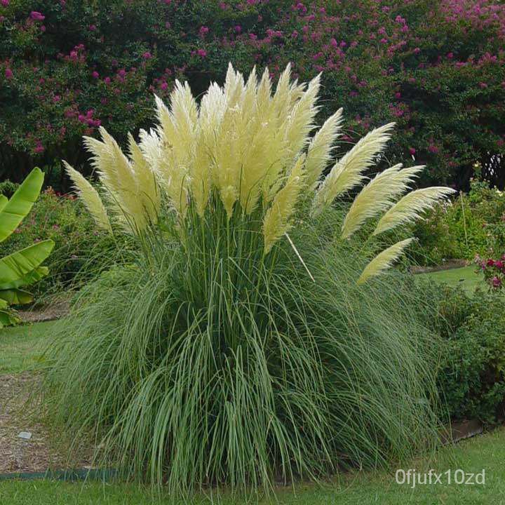 เมล็ด-ถูก็ด-100-ถูก็ดถูก-ถูกภูเขา-ถูกแพมพัส-pampas-grass-แปมปัส-นำเข้าจาก-usa-อัตราการถูกสูง-80-85-ถูก-เพาะ