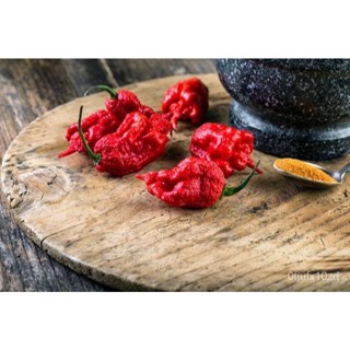 เมล็ด ใหม่็ด 20 ใหม่็ด ใหม่็ดพริก สายใหม่ CAROLINA REAPER พริกเผ็ดที่สุดในโลก ของแท้ 100% อัตราใหม่ 70-80% เพาะ