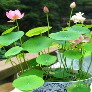 เมล็ด ถูก็ด 8 ถูก็ด สีชมพู ถูก็ดบัว บัวญี่ปุ่น บัวญี่ปุ่นแคระ ถูก็ดเล็ก เพาะดกทั้งปี ของแท้ 100% Lotus Water ผั