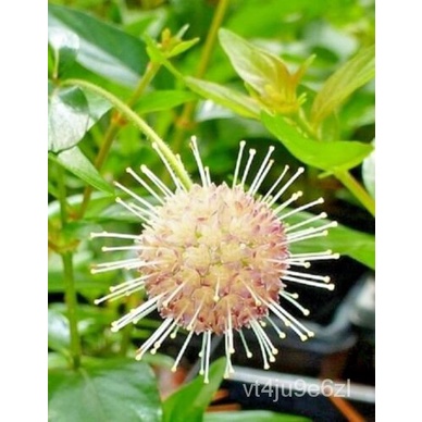 เมล็ด 30 Sputnik button SEED-cephalanthus occidentalis & Sputnik & #039 ...